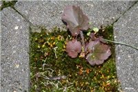 0ec36d3d-IMG_7186 samozasijana heucera.jpg